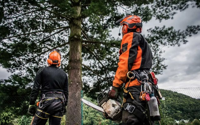 Tree surgeon and maintenance services